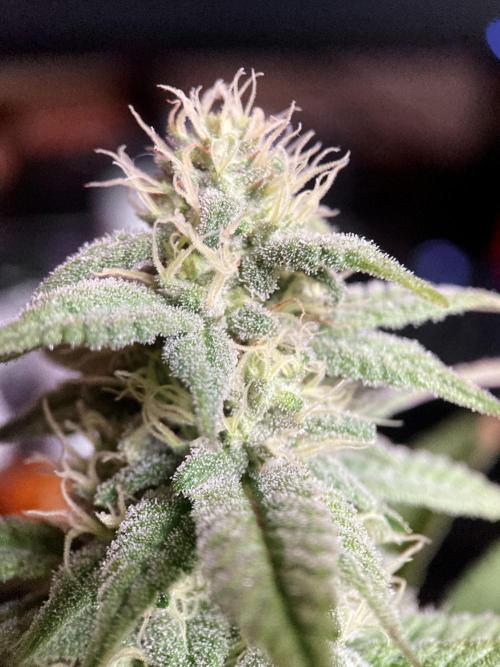 3M ⭕ Panama Red II. Week 12