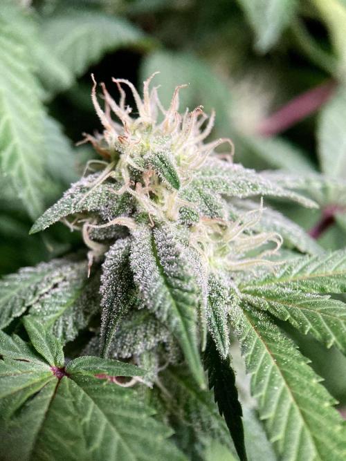 3M ⭕ Panama Red II. Week 12