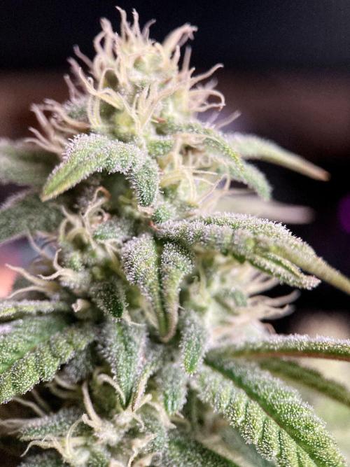 3M ⭕ Panama Red II. Week 12