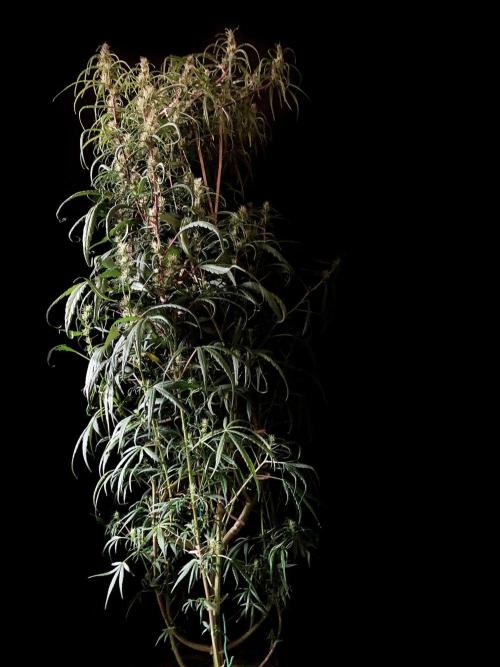 3M 🐵 Congo & x. Week 12