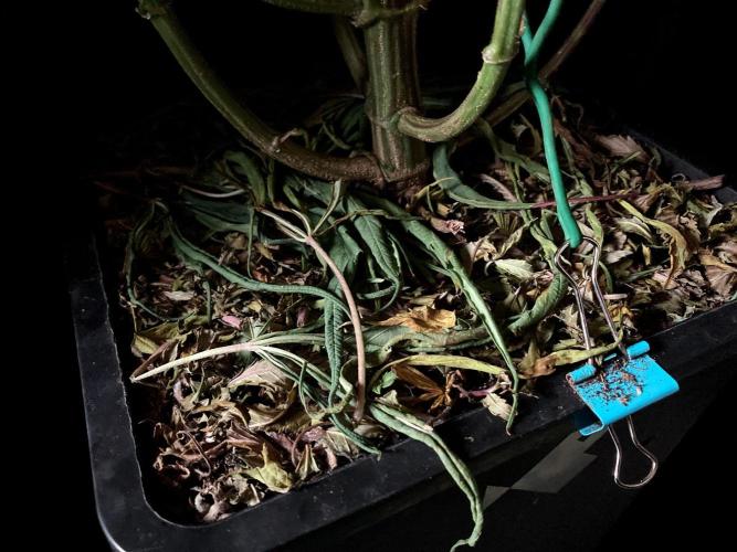 3M 🐵 Congo & x. Week 12 - Sacred Mulch