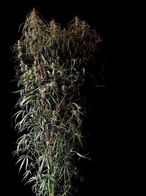 3M 🐵 Congo & x. Week 12