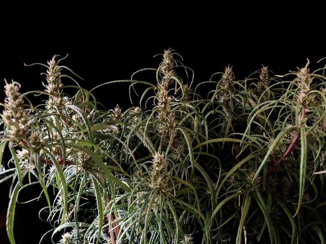 3M 🐵 Congo & x. Week 12