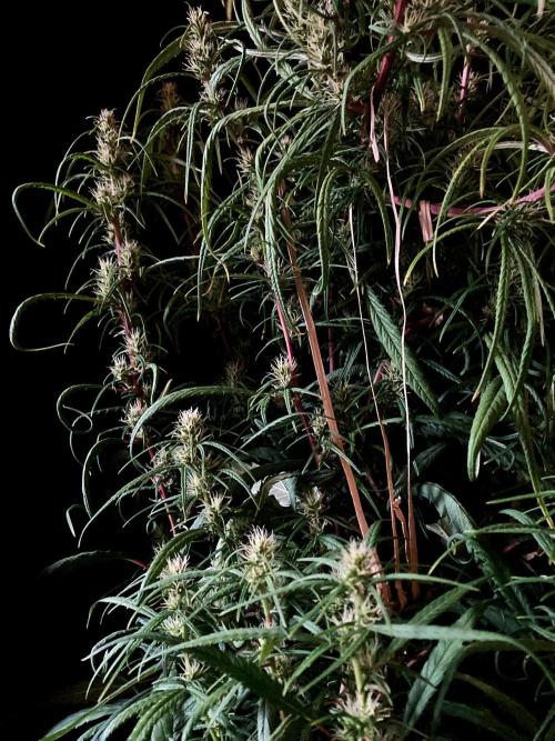 3M 🐵 Congo & x. Week 12