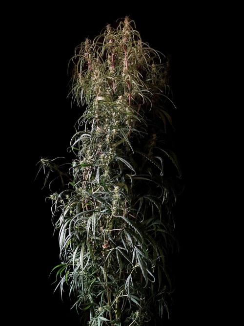 3M 🐵 Congo & x. Week 12