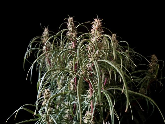 3M 🐵 Congo & x. Week 12