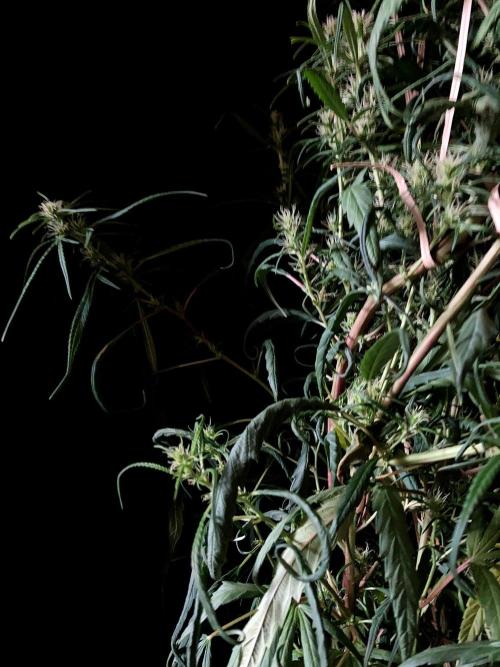 3M 🐵 Congo & x. Week 12