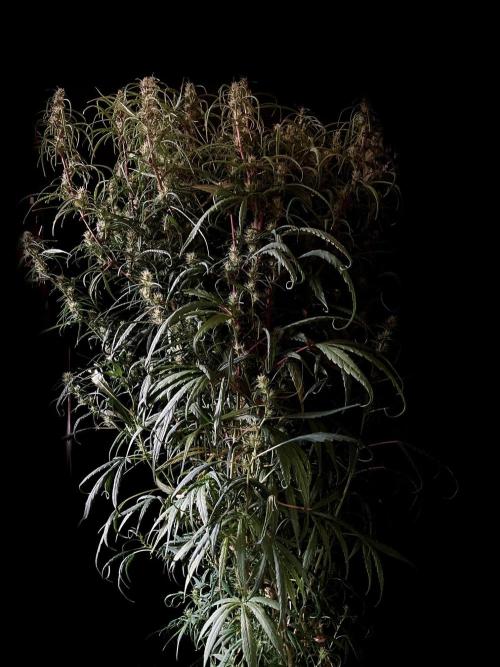 3M 🐵 Congo & x. Week 12