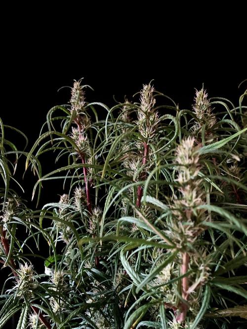 3M 🐵 Congo & x. Week 12