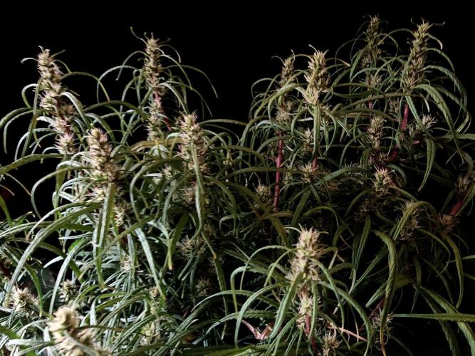 3M 🐵 Congo & x. Week 12