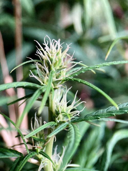 3M 🐵 Congo & x. Week 12