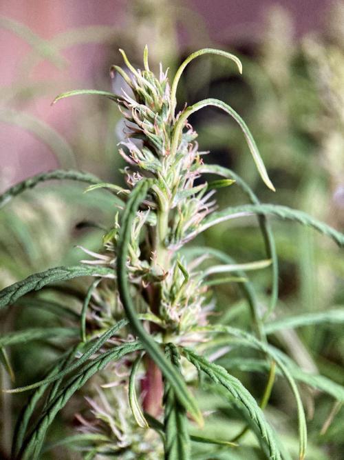 3M 🐵 Congo & x. Week 12