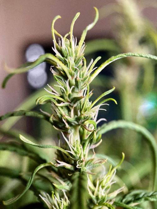 3M 🐵 Congo & x. Week 12