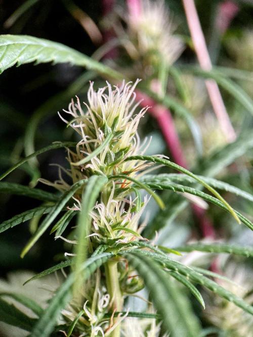 3M 🐵 Congo & x. Week 12