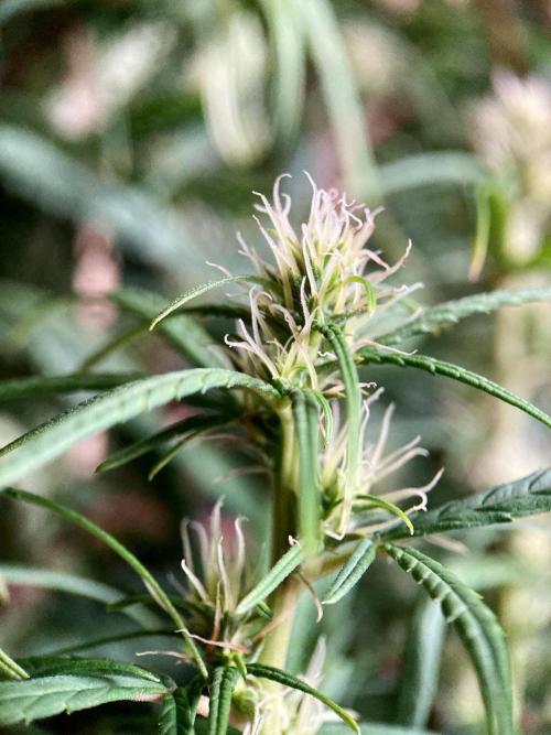 3M 🐵 Congo & x. Week 12