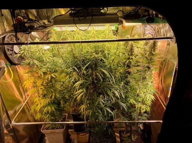 3M 🐵 Congo & x. Week 12