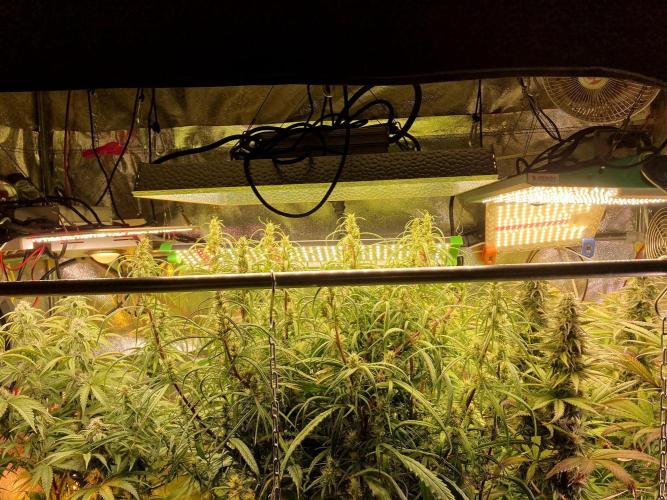 3M 🐵 Congo & x. Week 12