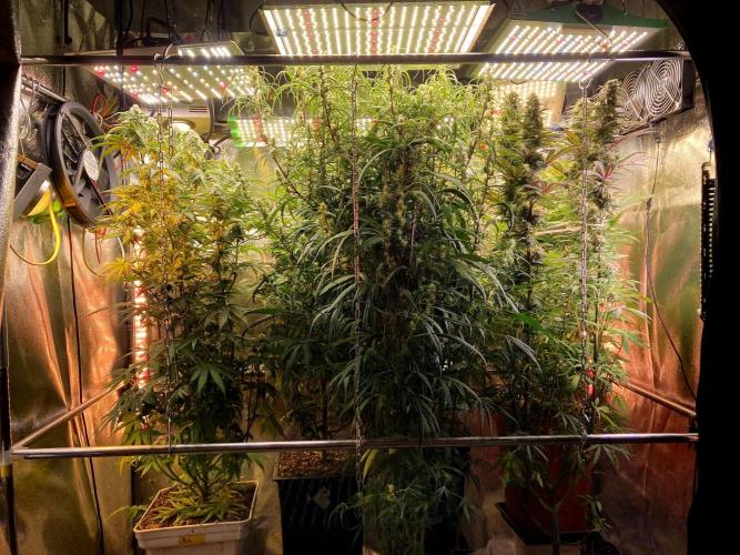 3M 🐵 Congo & x. Week 12 - The home