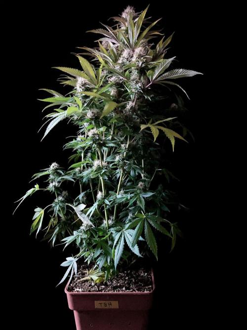 3M 🔥 Txerri Bilbo Haze. Week 12