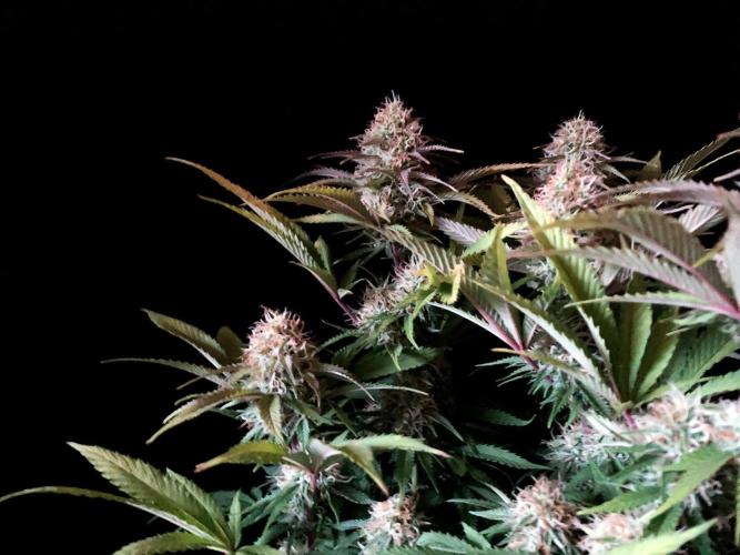 3M 🔥 Txerri Bilbo Haze. Week 12