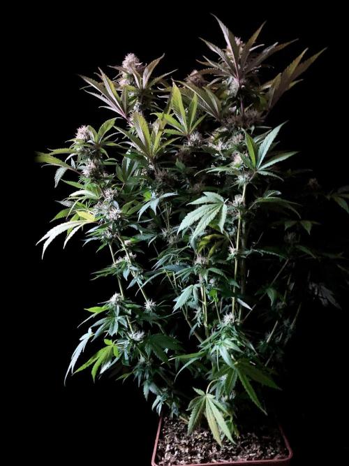 3M 🔥 Txerri Bilbo Haze. Week 12