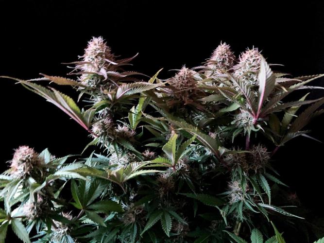 3M 🔥 Txerri Bilbo Haze. Week 12