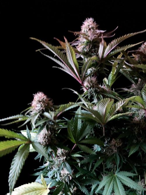 3M 🔥 Txerri Bilbo Haze. Week 12