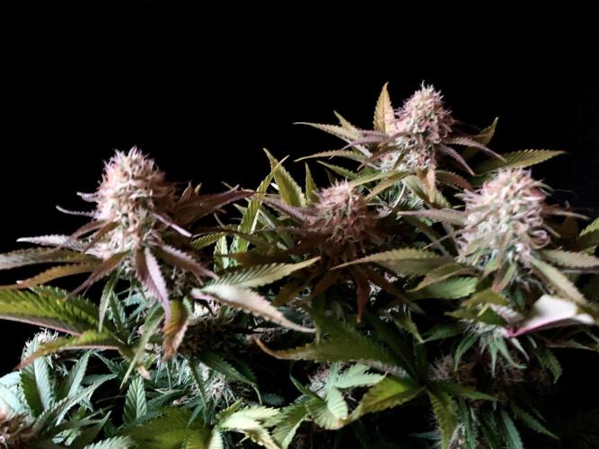 3M 🔥 Txerri Bilbo Haze. Week 12