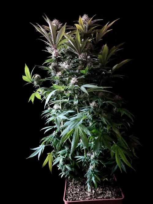 3M 🔥 Txerri Bilbo Haze. Week 12