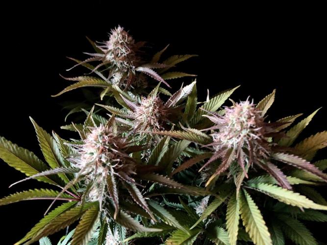 3M 🔥 Txerri Bilbo Haze. Week 12