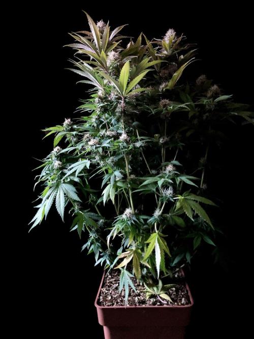 3M 🔥 Txerri Bilbo Haze. Week 12