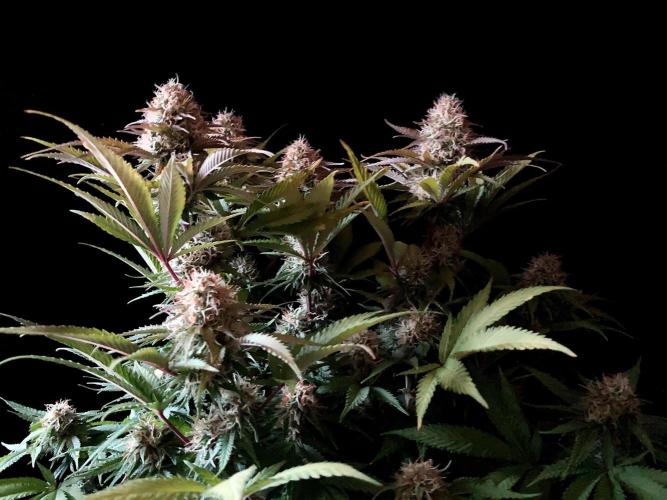 3M 🔥 Txerri Bilbo Haze. Week 12