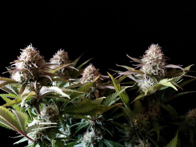 3M 🔥 Txerri Bilbo Haze. Week 12