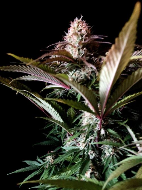 3M 🔥 Txerri Bilbo Haze. Week 12