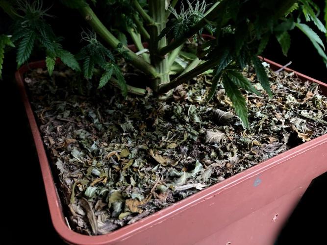 3M 🔥 Txerri Bilbo Haze. Week 12