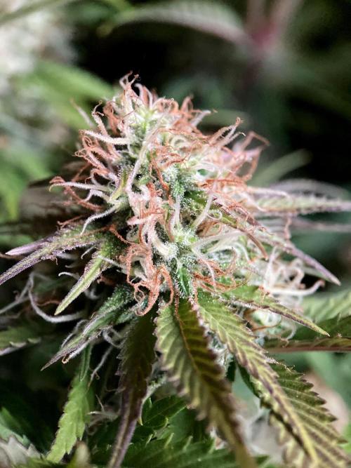 3M 🔥 Txerri Bilbo Haze. Week 12