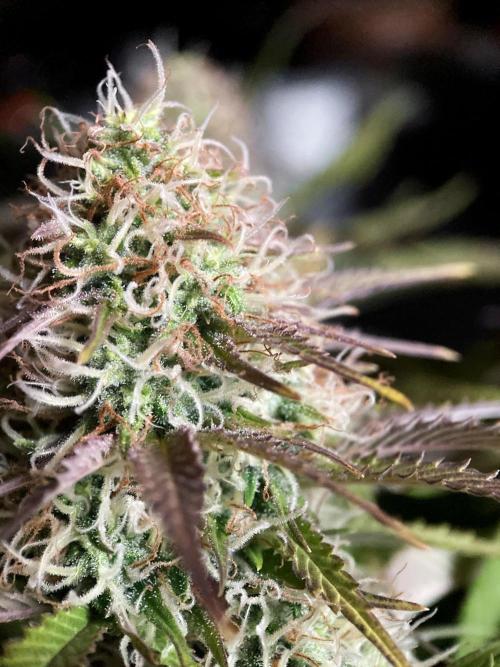 3M 🔥 Txerri Bilbo Haze. Week 12