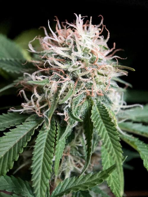 3M 🔥 Txerri Bilbo Haze. Week 12