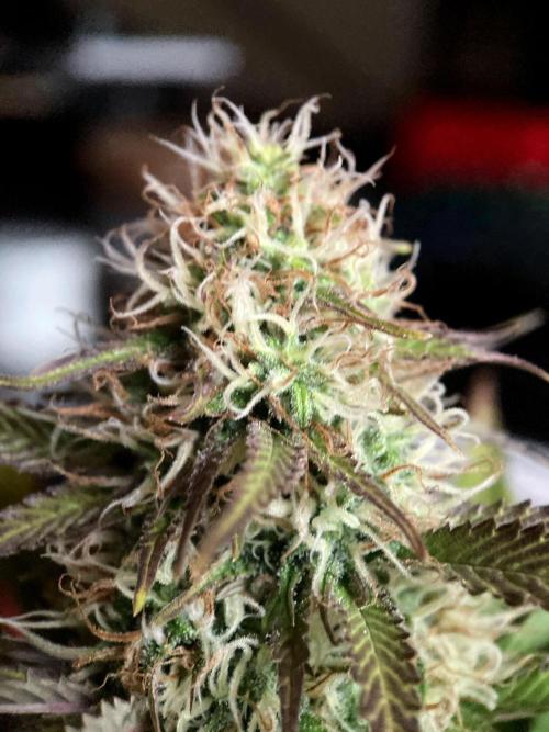 3M 🔥 Txerri Bilbo Haze. Week 12