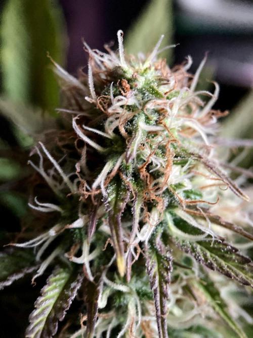 3M 🔥 Txerri Bilbo Haze. Week 12