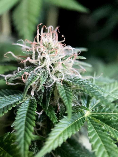 3M 🔥 Txerri Bilbo Haze. Week 12