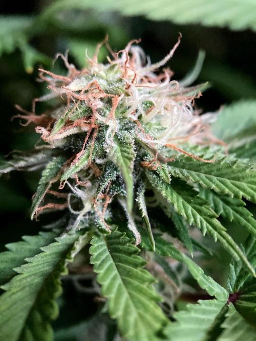 3M 🔥 Txerri Bilbo Haze. Week 12