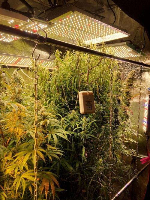 3M 🔥 Txerri Bilbo Haze. Week 12