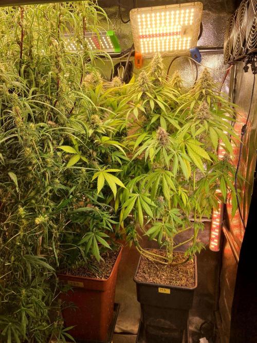 3M 🔥 Txerri Bilbo Haze. Week 12