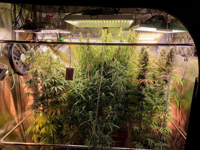 3M 🔥 Txerri Bilbo Haze. Week 12