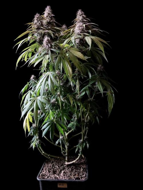 3M 🔻 Mendocino Purple Kush. Week 11