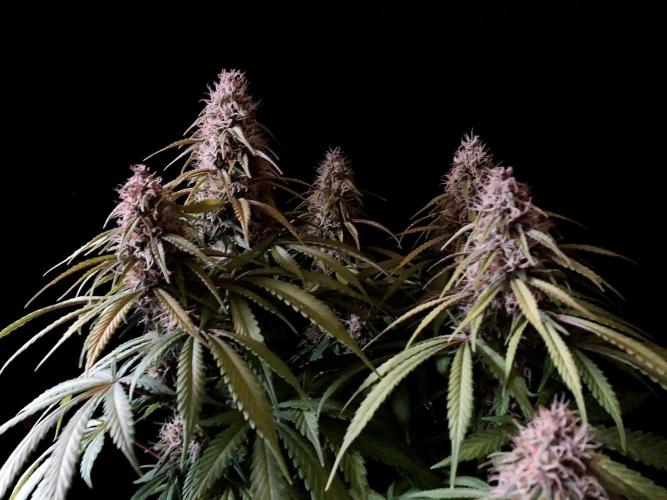 3M 🔻 Mendocino Purple Kush. Week 11