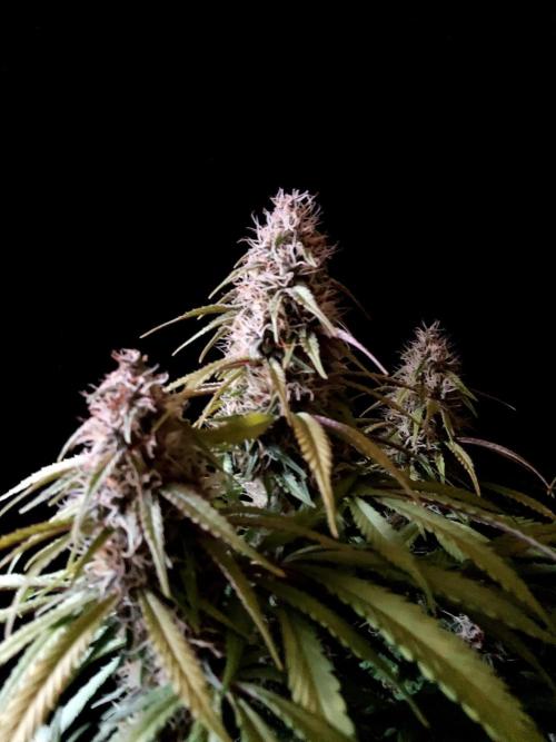 3M 🔻 Mendocino Purple Kush. Week 11