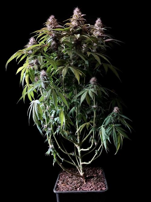 3M 🔻 Mendocino Purple Kush. Week 11