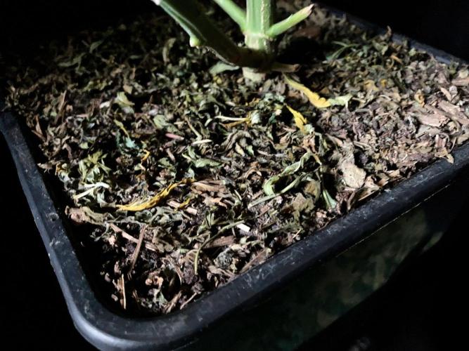 3M 🔻 Mendocino Purple Kush. Week 11 - Sacred Mulch